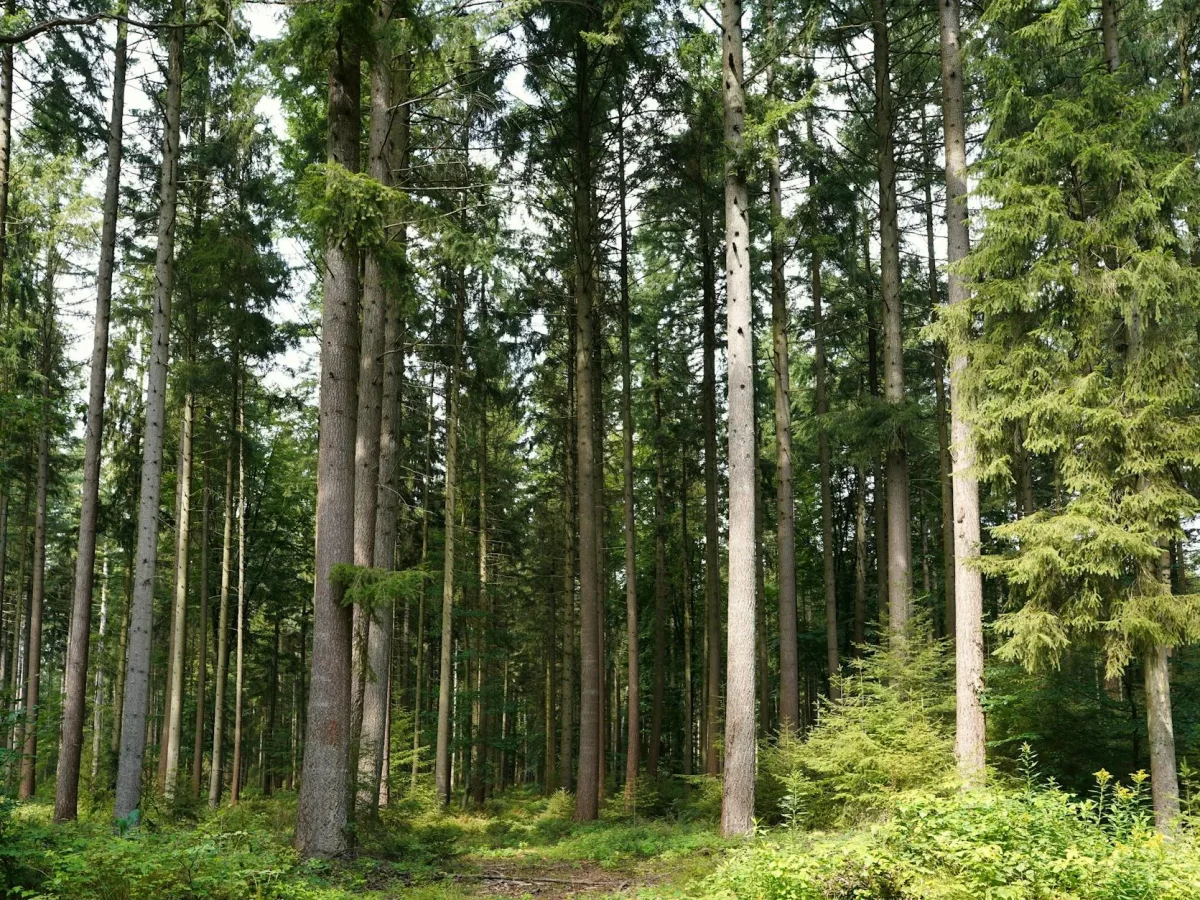 Green Forest Sustainable Wood