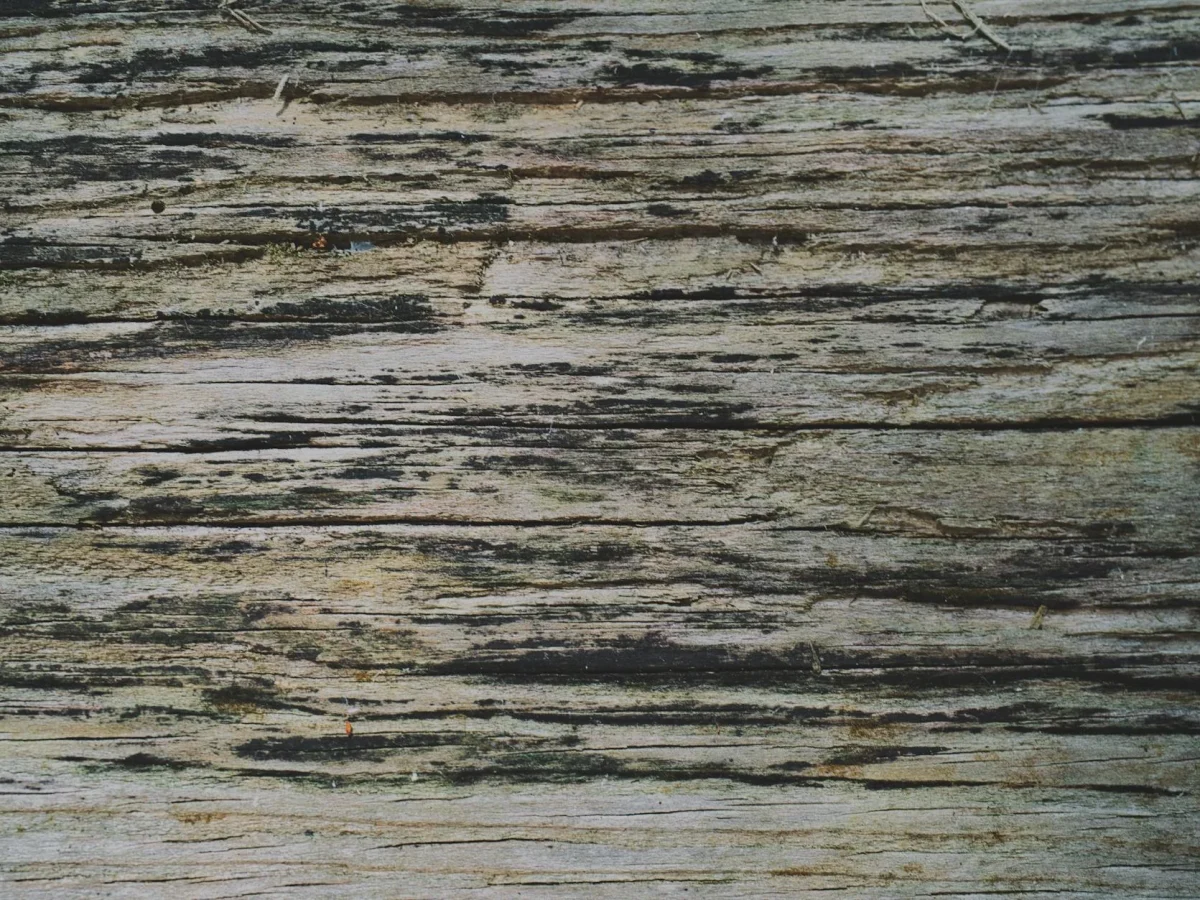 Moldy Wood Wood Moisture