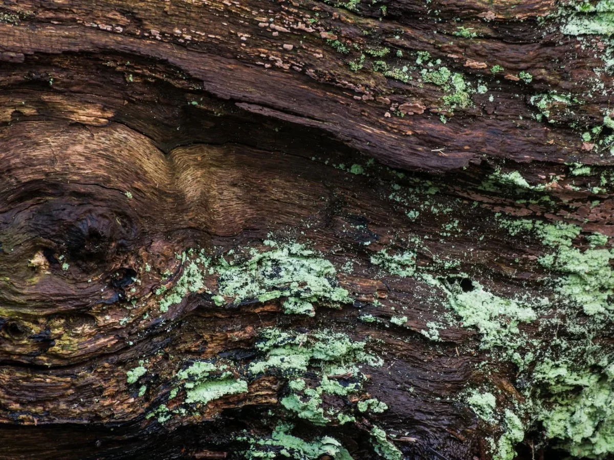 Rotten Wood Weathered Wood