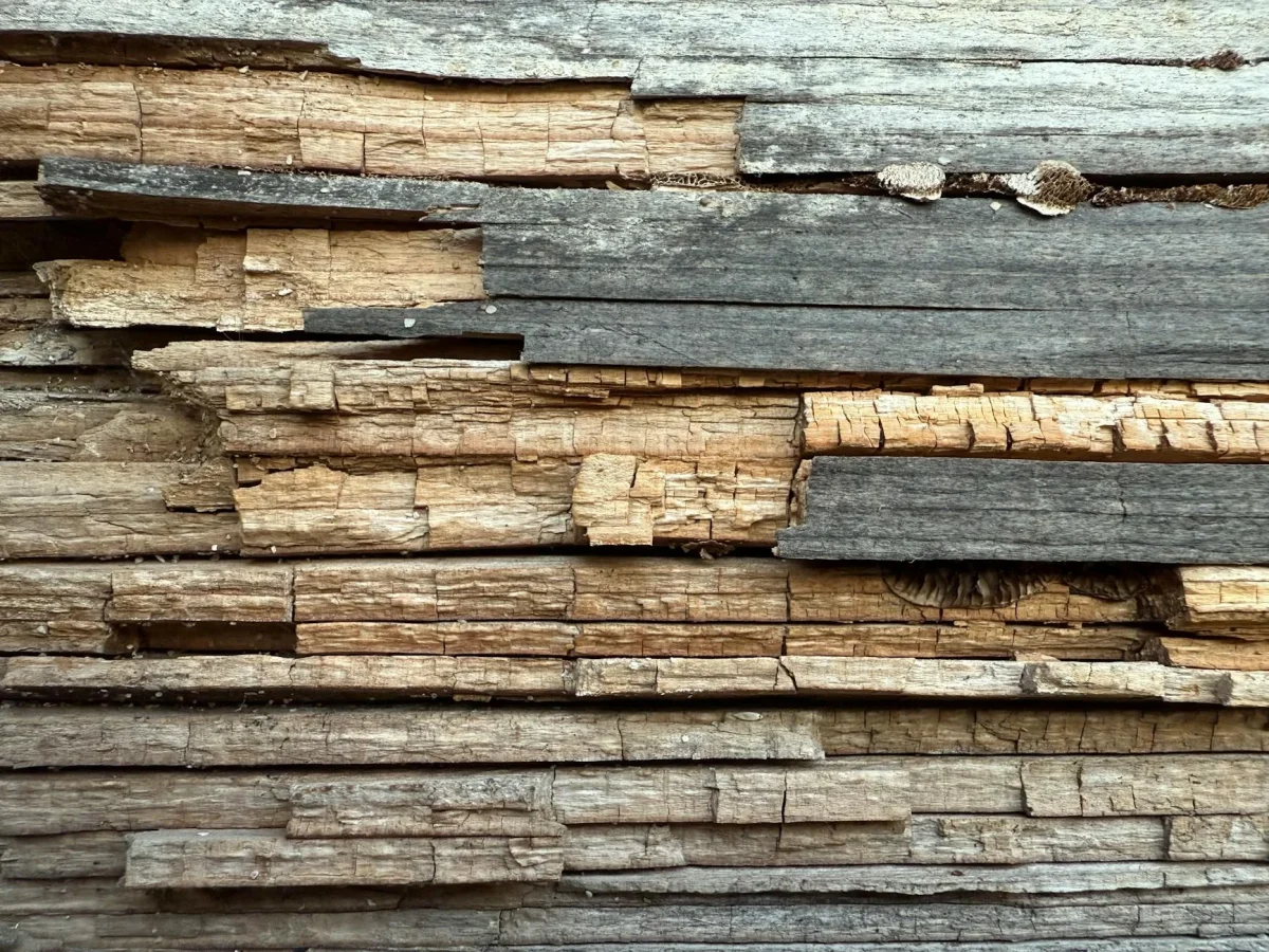 Rotten Wood Wood Damage