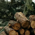 SNI Wood Indonesian Standards Timber Certification