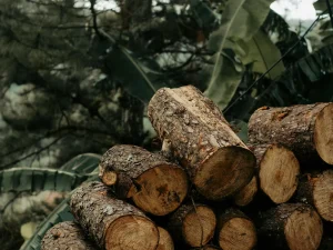 SNI Wood Indonesian Standards Timber Certification
