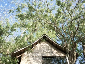Sustainable Wood Eco Friendly House