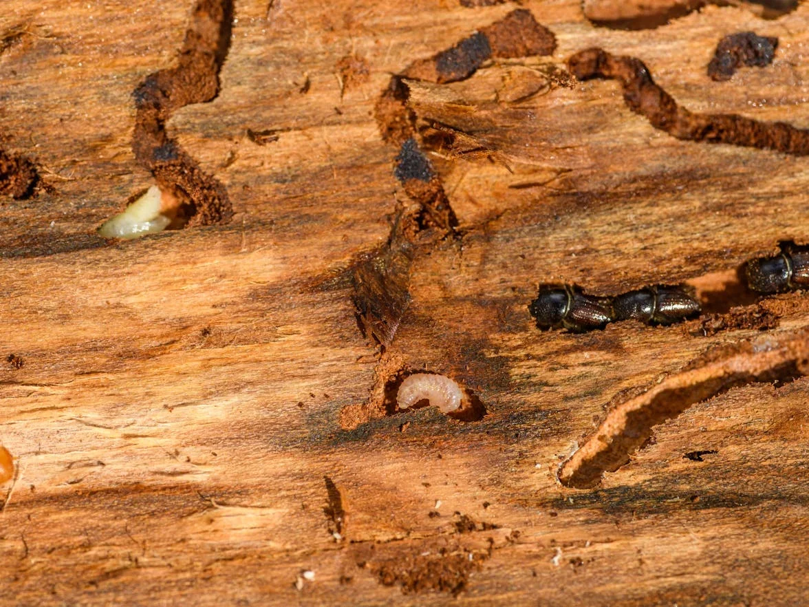 Termite Control Wood Protection Spray