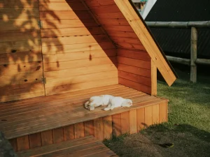 Wood Maintenance House Care Wood Treatment