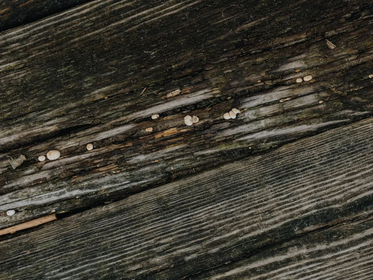 Wood Planks Floor Layers
