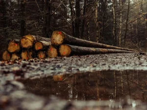 Wood Protection Moisture Control