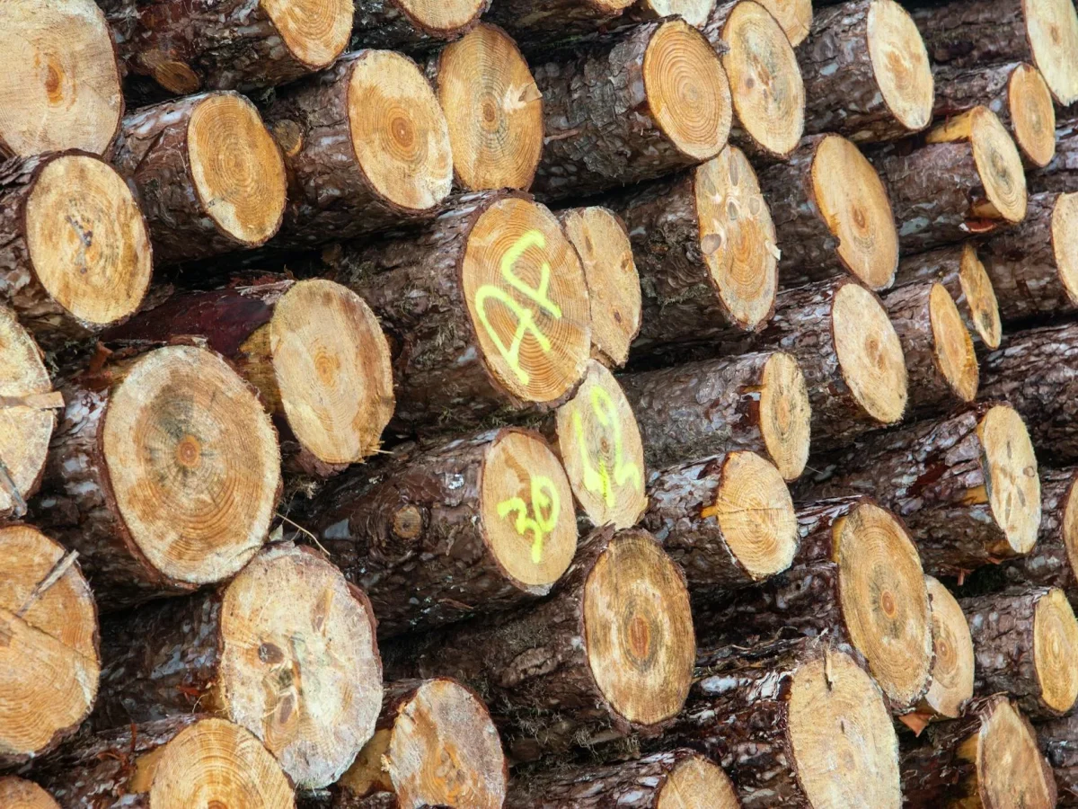 Wood Quality Timber Inspection