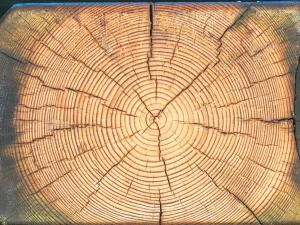 Wood Treatment Timber Preservation