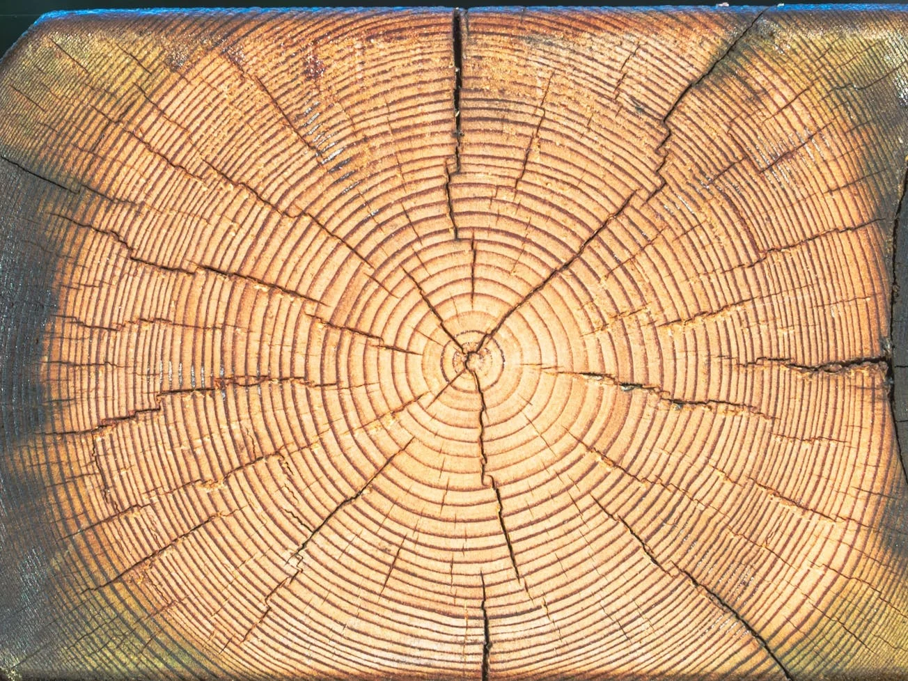 Wood Treatment Timber Preservation